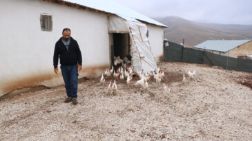 Hobi amaçlı 10 tavuk aldı, 3 yılda hayvan sayısını bine çıkarıp organik yumurta üreticisi oldu